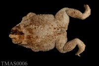 藏品(黑眶蟾蜍)的圖片